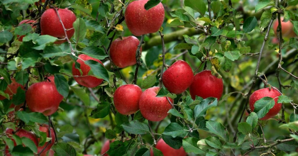 17 best fruits for men skin